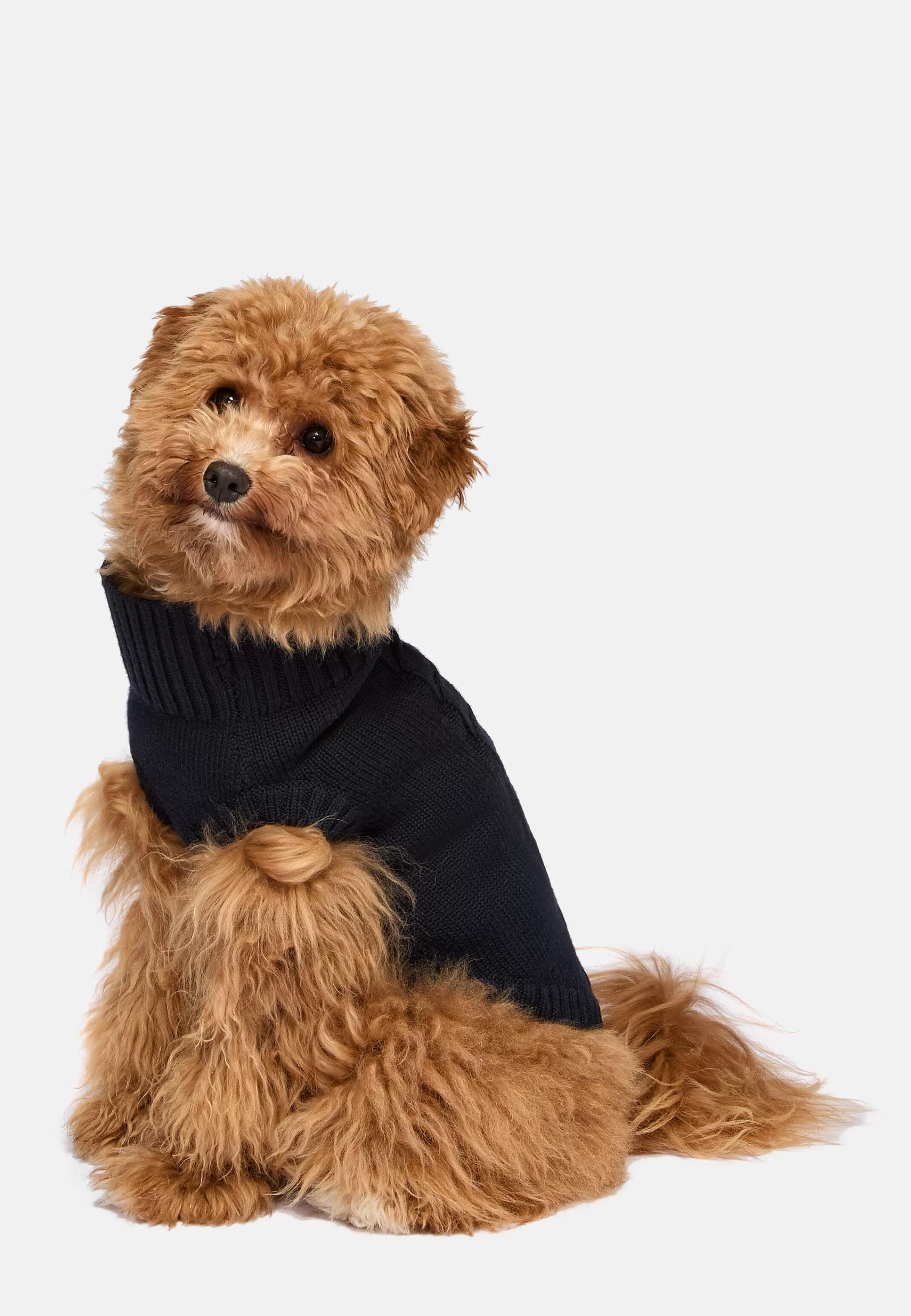 Boggi Milano Navy Polo Neck Jumper In Pure Merino Wool For Dogs